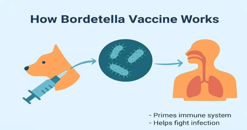 How the Bordetella Vaccine Works