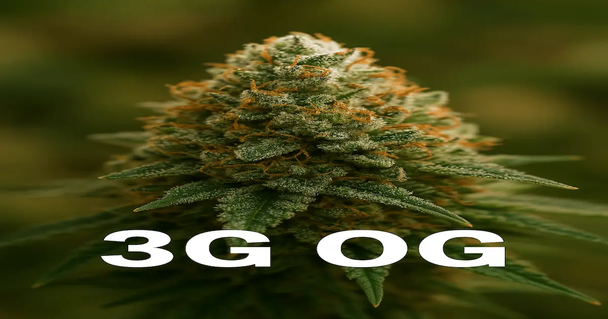 3g-og